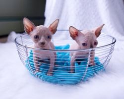 Beautiful sphynx kittens looking for their home