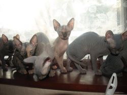Baby Sphynx Kittens Looking For New Homes Now