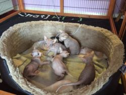 Awesome Sphinx Kittens For Sale