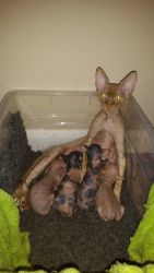 Sphynx Canada kittens with pedigree papers