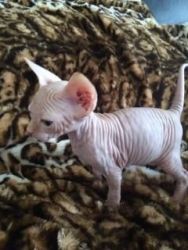 sphynx kittens available tampa bay