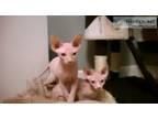 Charming Sphynx Kittens Ready For Adoption