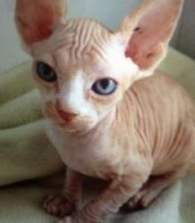 Two bengal Sphynx for sale