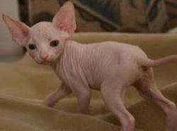 Adorable Hairless Sphynx available