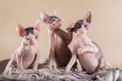 Sphinx Kittens Available
