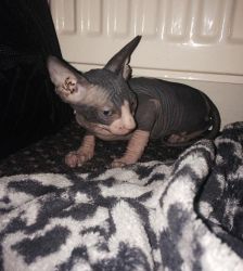 hfkh Kelly male and female Sphyx kittens ready