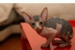 Registered Sphynx Kittens for sale