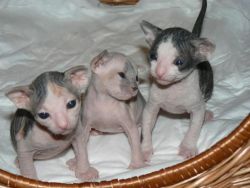 Male and a female Sphynx kittens for sale