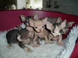 Female and Male Sphynx Kittens Ready