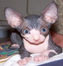 Bold and Wrinkly Sphynx Kittens