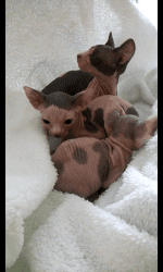 Quality Sphynx Kittens Available