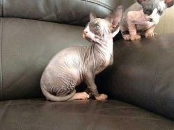 Awesome Sphynx kittens