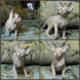 Sphynx kittens for sale!