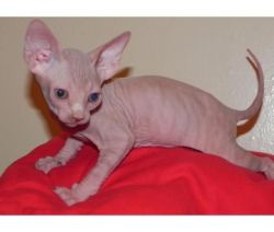 Two Adorable Sphynx Kittens, Pure Bred.