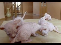 Adorable Sphynx Kittens Available