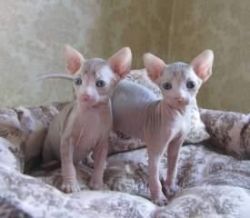 Beautiful Sphynx Kittens For Sale xxxxxxxxxx