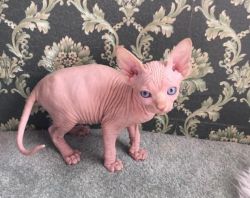 Beautiful Sphynx Kitten for sale