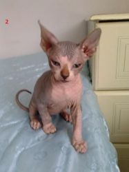 Beautiful Sphynx Kitten for sell