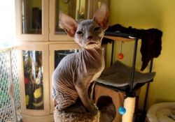 Sphynx Donskoy female ready for sale now