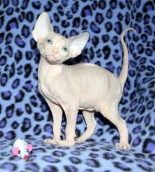 male and Female Sphynx Kitten available