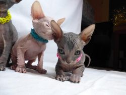 sphynx kittens for new homes