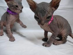 Trained sphynx kittens avalable