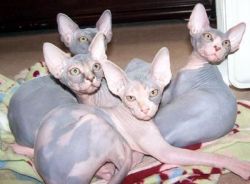 Home Raised Tica Registered sphynx Kittens
