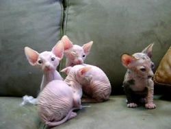 Tica Male and female sphynx kittens.