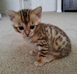 Adorable Female Bengal Kitten