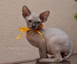 Sphynx kittens top quality babies.