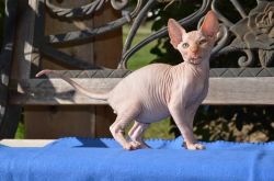 Sphynx bright kittens available