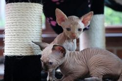 Two Amazing Sphynx Kittens for re~homing