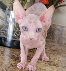 Sphynx kittens Available now
