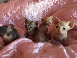 Top Akc Registered Sphynx Kittens Available