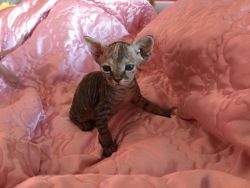 AwesomeSphynx Kittens For Adoption