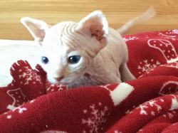 Mini Sphynx Kittens For Adoption........