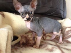 5 Star Sphynx Kittens Mum And Dad Gtccf And Tica