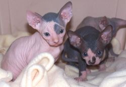 Sphynx (hairless cats) available for sale