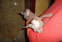 Sphynx Kittens Available Now