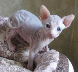 Stunning Sphinx kitten for sale