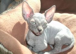 Sphynx kitten ready to go to new home