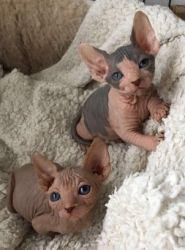 2 Beautiful Sphynx Kittens available now.
