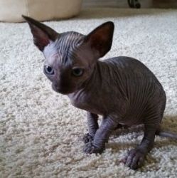 Beautiful Sphynx Girl Available now