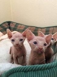 Sphynx kittens available