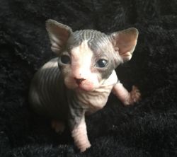 Adorable excellent bloodline Don Sphynx kittens available now !!!