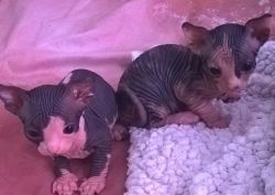 Amazing bloodline Sphynx kittens ready for re-h