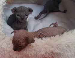 Awesome outstanding baby Sphynx kittens available