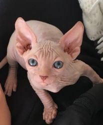 cheerful excellent bloodline Don Sphynx kittens are available