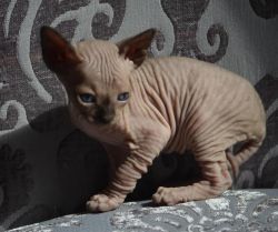 Adorable excellent Sphynx kittens are available for re-homing