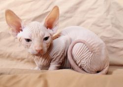 Male and female Sphynx kitten available now